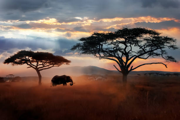 Africa Πρώτες Ύλες για κεριά & αρώματα