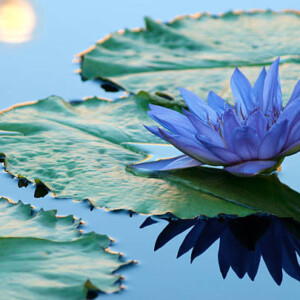 Blue Lotus Πρώτες Ύλες για κεριά & αρώματα