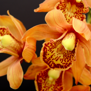 Caramel Orchid ✦ PREMIUM Πρώτες Ύλες για κεριά & αρώματα