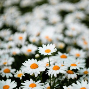 Daisy Πρώτες Ύλες για κεριά & αρώματα