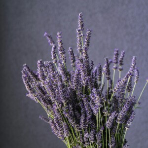 French Lavender ✦ PREMIUM Πρώτες Ύλες για κεριά & αρώματα