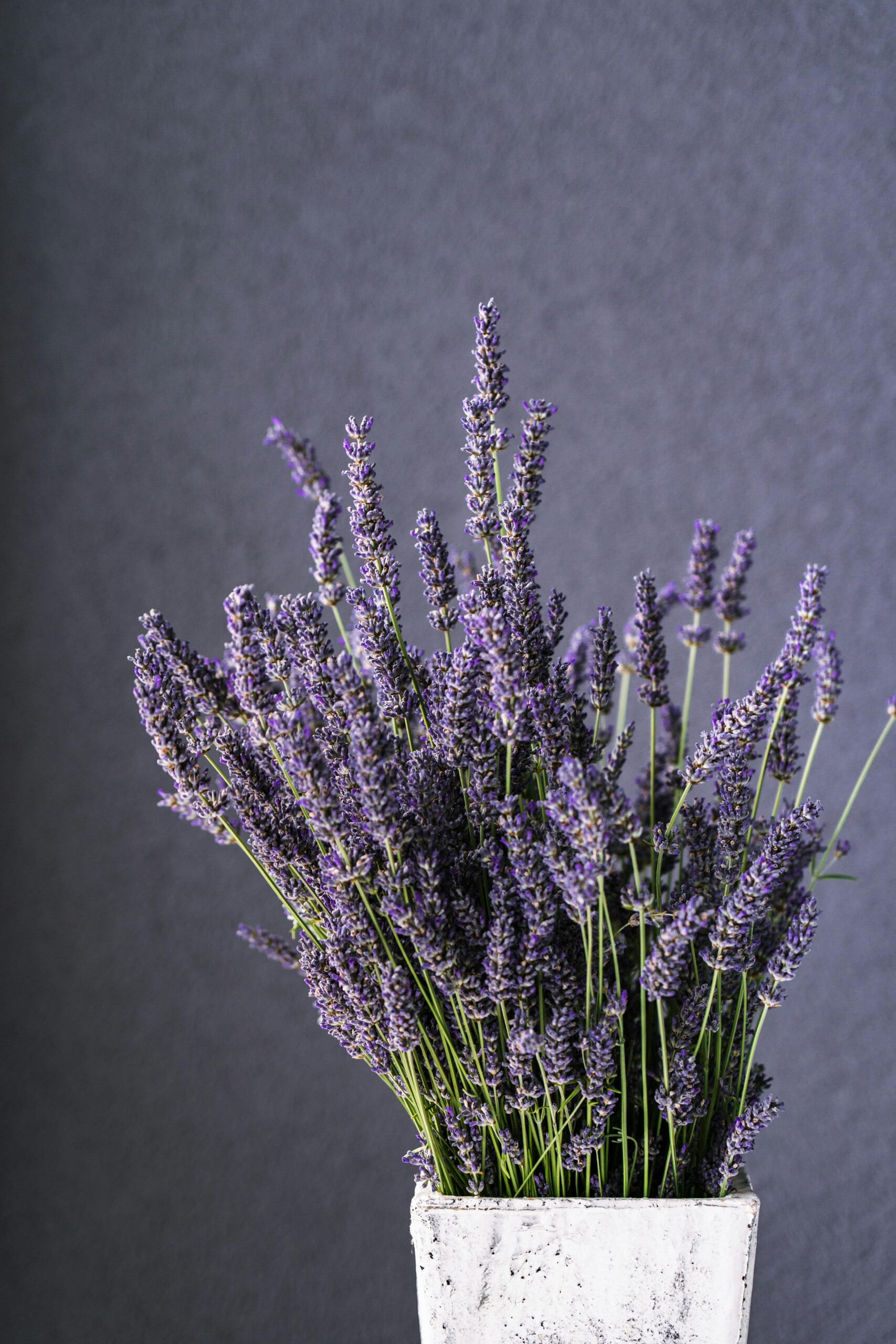 French Lavender ✦ PREMIUM Πρώτες Ύλες για κεριά & αρώματα