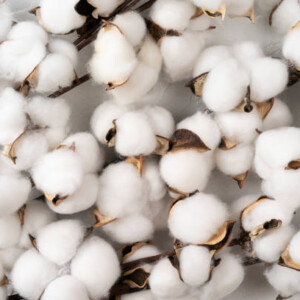 Fresh Cotton Πρώτες Ύλες για κεριά & αρώματα