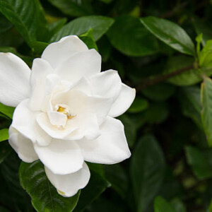 Gardenia Πρώτες Ύλες για κεριά & αρώματα