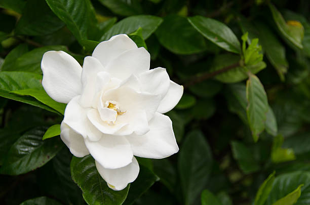 Gardenia Πρώτες Ύλες για κεριά & αρώματα