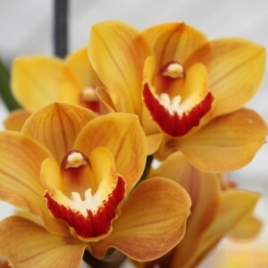 Gold Orchid Πρώτες Ύλες για κεριά & αρώματα