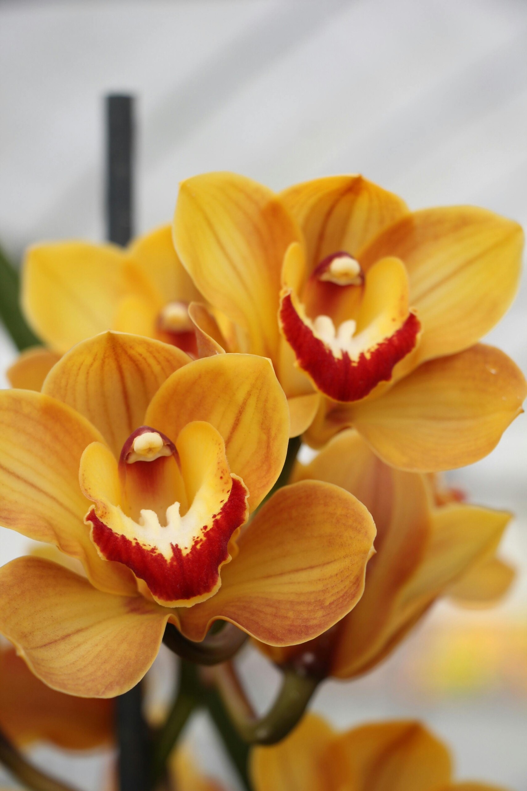 Gold Orchid Πρώτες Ύλες για κεριά & αρώματα