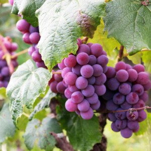 Grapes ✦ PREMIUM Πρώτες Ύλες για κεριά & αρώματα