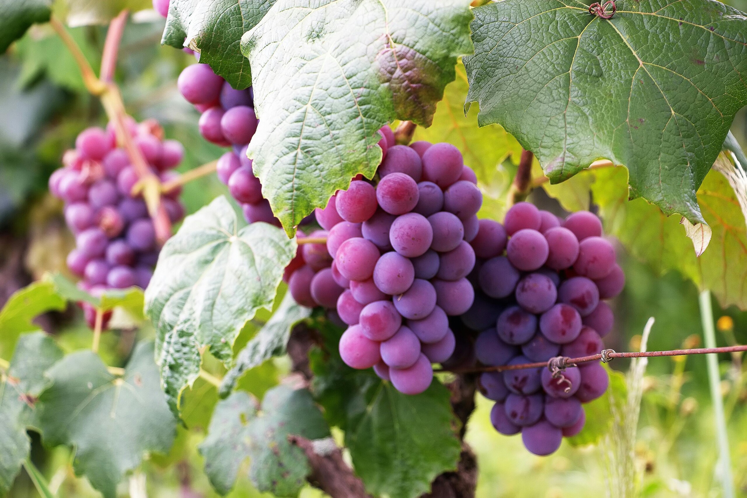 Grapes ✦ PREMIUM Πρώτες Ύλες για κεριά & αρώματα