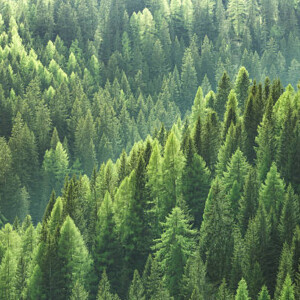 Green Forest Πρώτες Ύλες για κεριά & αρώματα