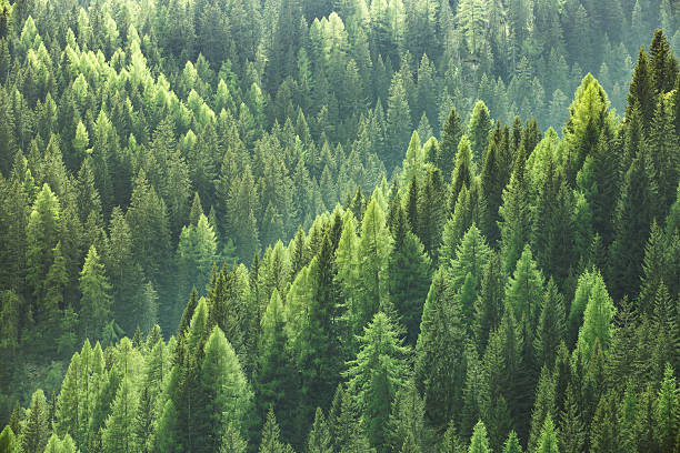 Green Forest Πρώτες Ύλες για κεριά & αρώματα