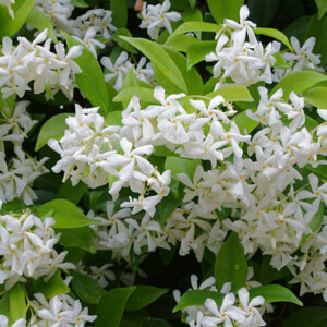 Jasmine Πρώτες Ύλες για κεριά & αρώματα