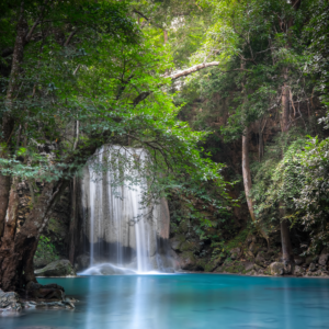 Jungle Πρώτες Ύλες για κεριά & αρώματα