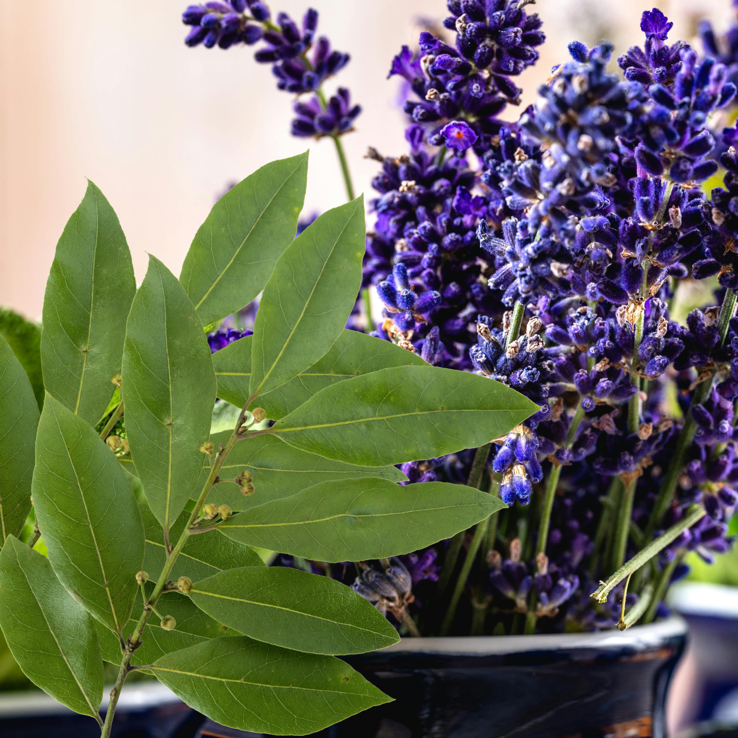 Laurel & Lavender Πρώτες Ύλες για κεριά & αρώματα