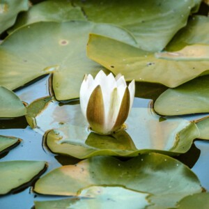 Lilium Lotus Πρώτες Ύλες για κεριά & αρώματα