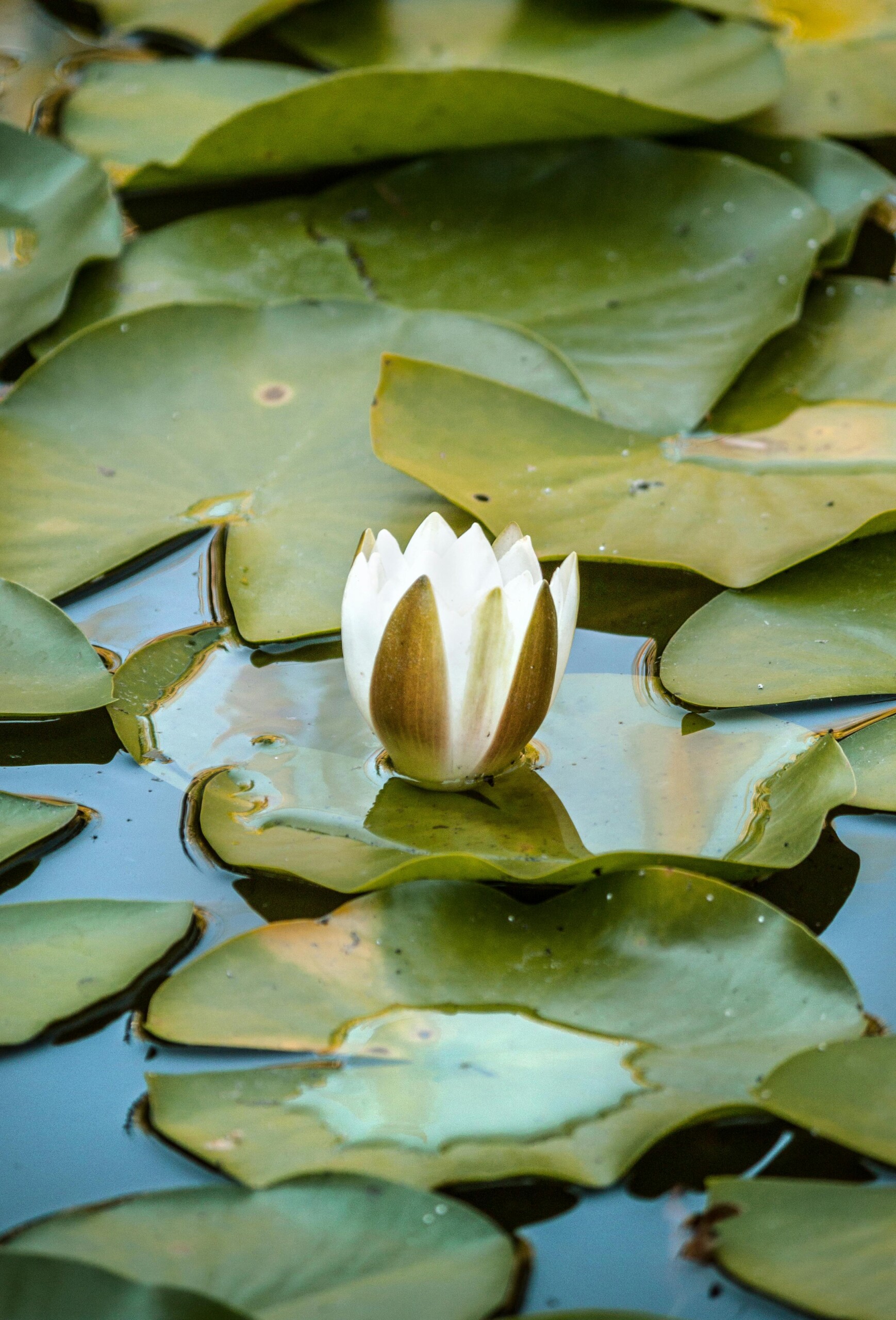 Lilium Lotus Πρώτες Ύλες για κεριά & αρώματα