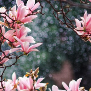 Magnolia Πρώτες Ύλες για κεριά & αρώματα