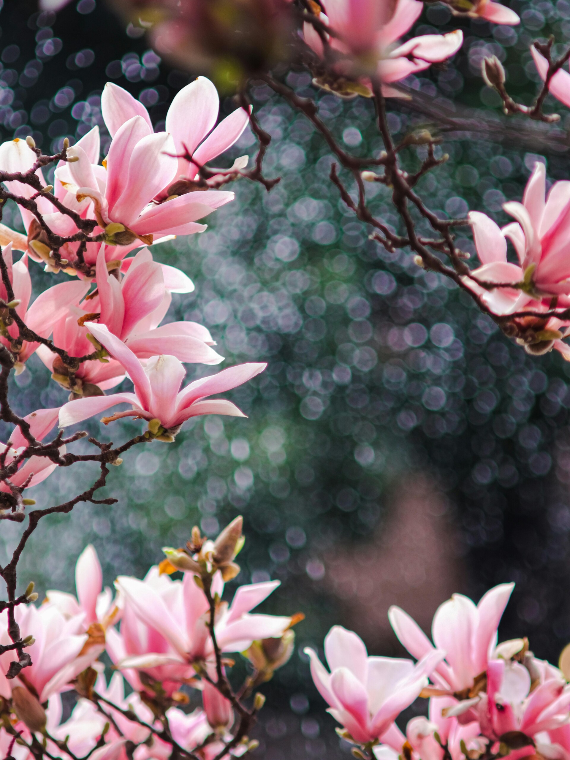 Magnolia Πρώτες Ύλες για κεριά & αρώματα