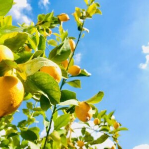 Mediterranean Citrus Πρώτες Ύλες για κεριά & αρώματα