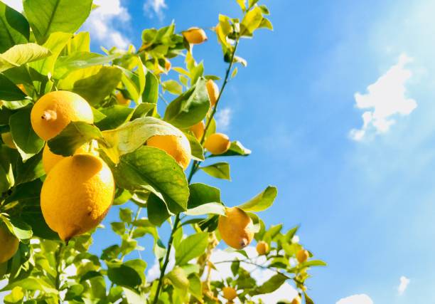 Mediterranean Citrus Πρώτες Ύλες για κεριά & αρώματα