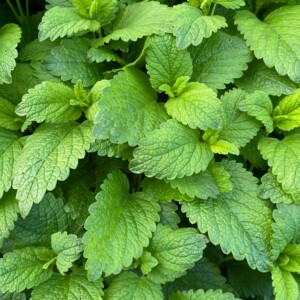 Menta ✦ PREMIUM Πρώτες Ύλες για κεριά & αρώματα