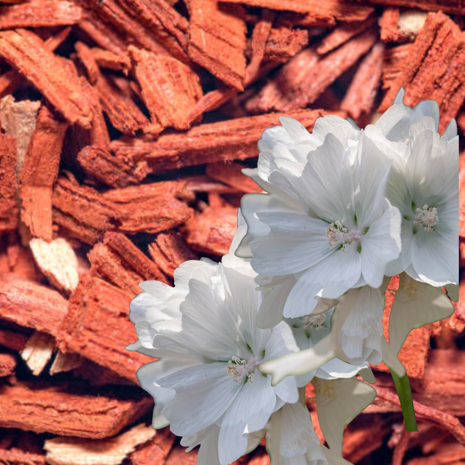 Musk & Sandalwood Πρώτες Ύλες για κεριά & αρώματα