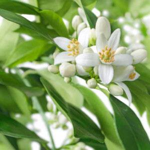 Neroli ✦ PREMIUM Πρώτες Ύλες για κεριά & αρώματα