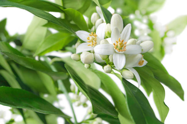 Neroli ✦ PREMIUM Πρώτες Ύλες για κεριά & αρώματα