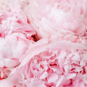 Peony Petals Πρώτες Ύλες για κεριά & αρώματα