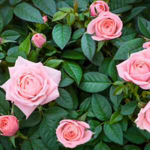 Pink Roses Πρώτες Ύλες για κεριά & αρώματα