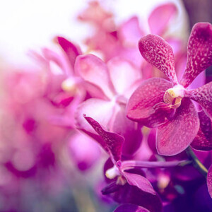 Purple Orchid Πρώτες Ύλες για κεριά & αρώματα