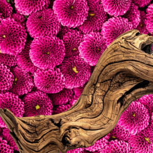 Sandal Bloom Πρώτες Ύλες για κεριά & αρώματα