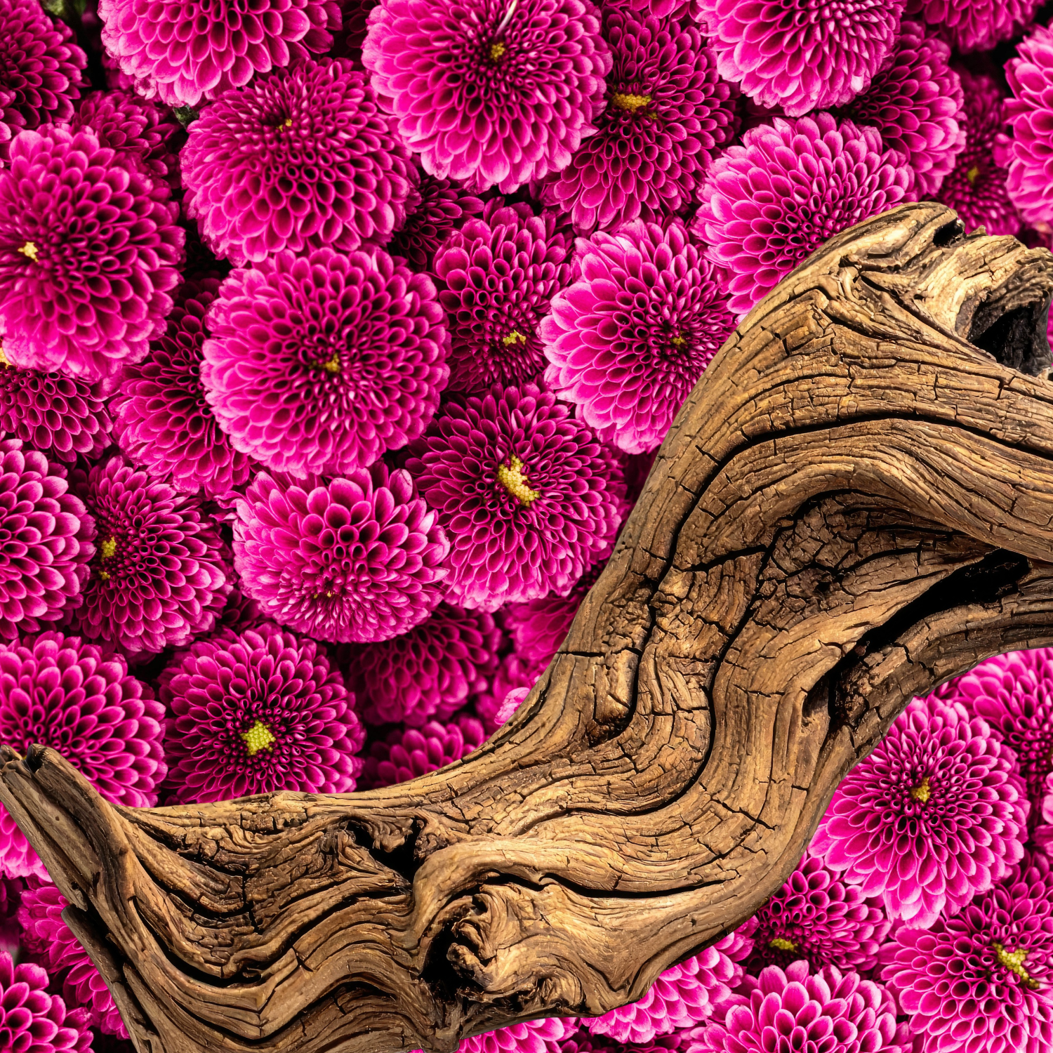 Sandal Bloom Πρώτες Ύλες για κεριά & αρώματα