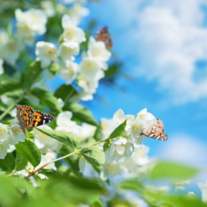 Spring Breeze Πρώτες Ύλες για κεριά & αρώματα